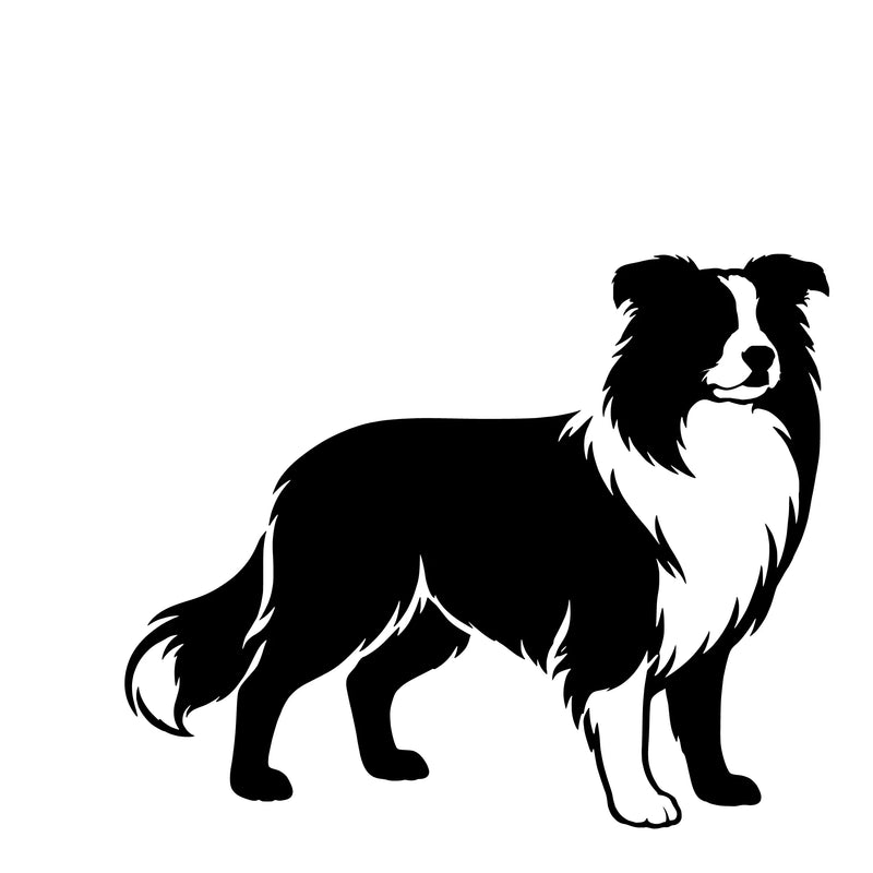  Border Collie – Enkelmotiv Dekal