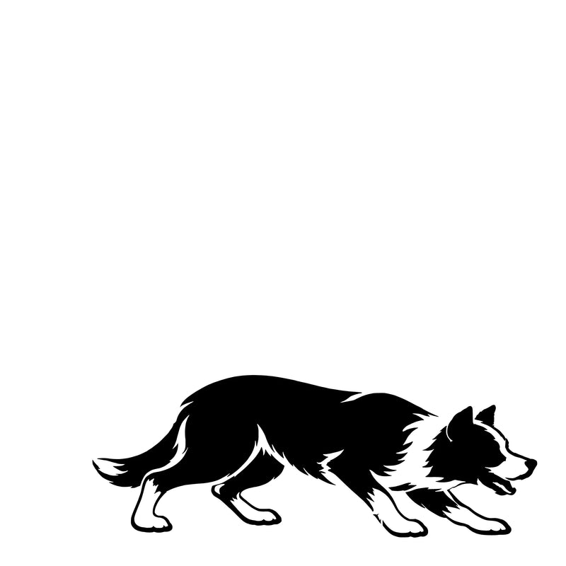 Korthårig Border Collie – Enkelmotiv Dekal